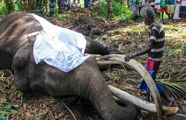 أكثر فيل مقدّس في سريلانكا عن 68 عاماً