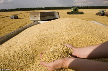 بايتاس: مخزون القمح بالمغرب يكفي لـ 4 شهور