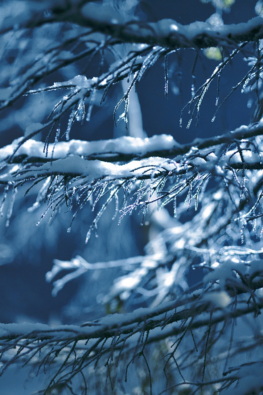 nature, icicles, snow